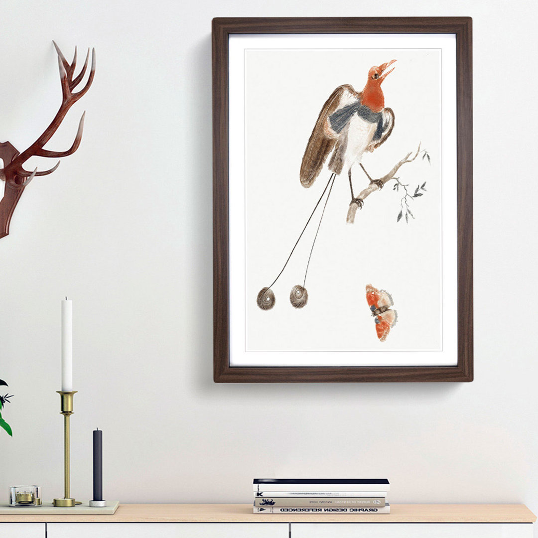 Bird of Paradise and Butterfly by Johan Teyler - Framed Print