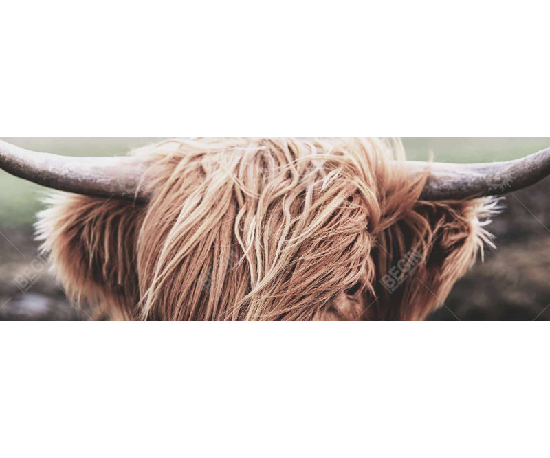 Desaturés Highland Cow - Toile encadrée pour la décoration intérieure