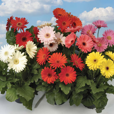 4 in. Gerber Daisy Mega Revolution Mix (8-Pack)
