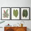 Feuilles de collection IV - impression encadrée sur mesure de qualité supérieure - 3 pièces-92255242-92255237