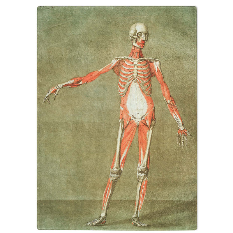 Tempered Glass Anatomical Illustration of a Male No. 3 Chopping Board, 20 cm W x 28.5 cm L