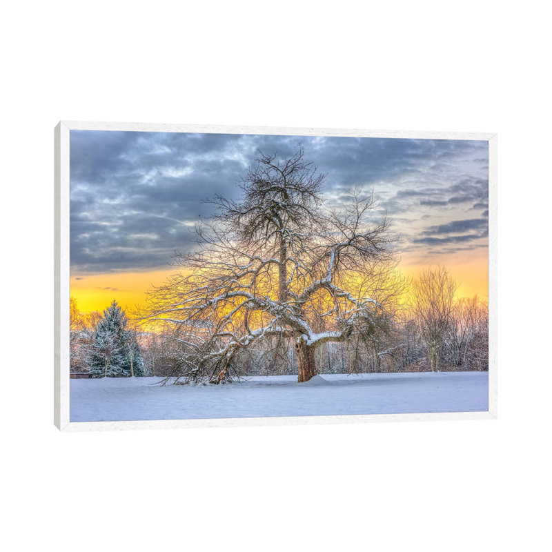 Apple Tree Winter by David Gardiner - Print on Canvas, 101.6 cm H x 66.04 cm W, White Framed