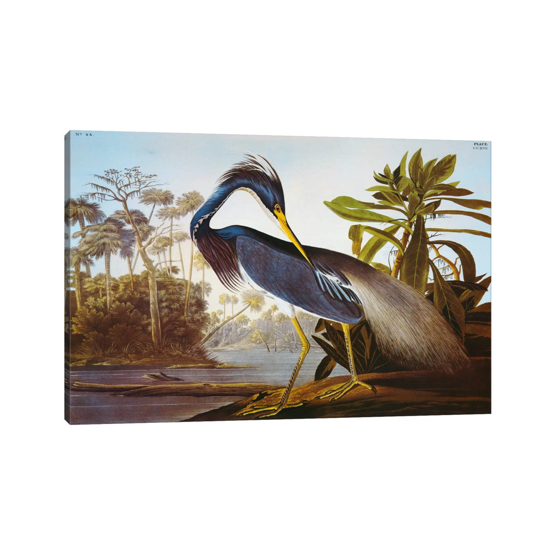 Louisiana Heron From "Birds Of America" by John Audubon - Painting on Canvas
