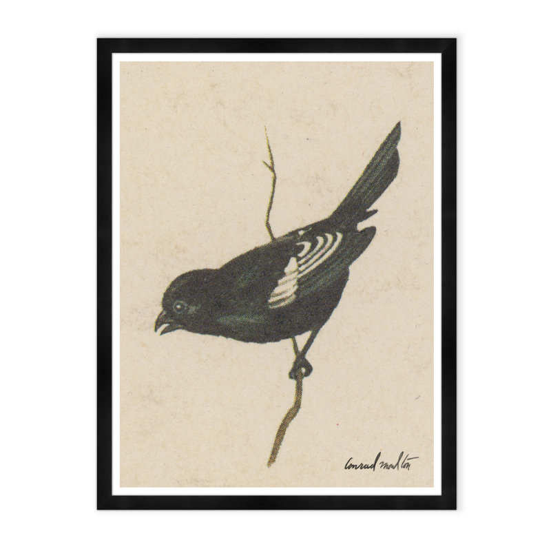Bruant Lark