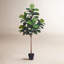 Fiddle Leaf Fig Tree