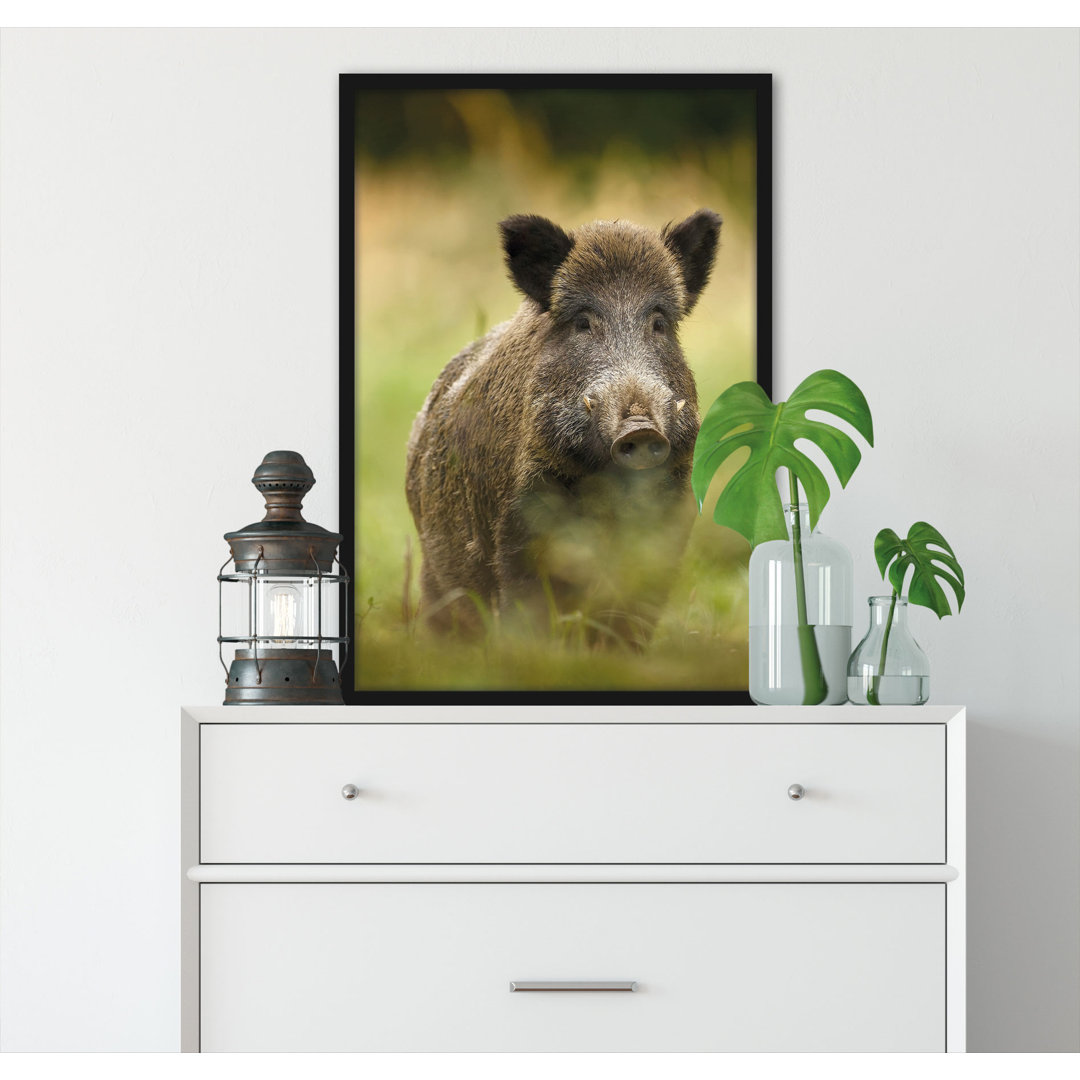 Gerahmtes Foto "Wildschwein in einer Wiese"