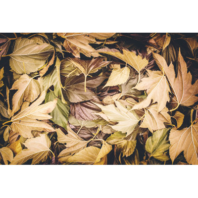 Large Group Of Brown Plane Tree Big Leaves by Gregory_DUBUS - Wrapped Canvas Print
