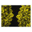 Gold Leaves Black Lacquer Placemat