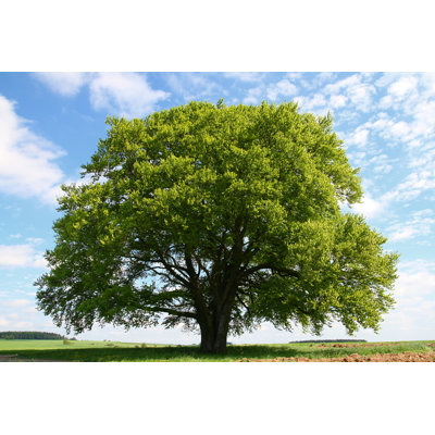 Old Beech Tree 1 Piece Wrapped Canvas Wall Art