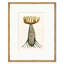 Botanical Studies Print by Susan Hable