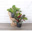 Live Prayer Plant Set in Classic Pots-78391160