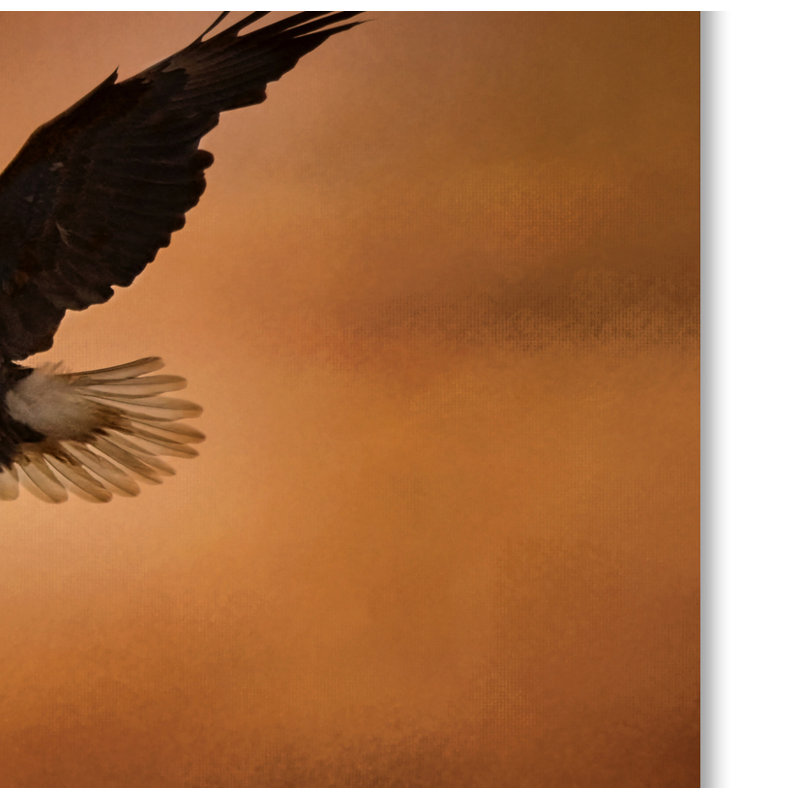 No Fear Eagle Canvas Print in Brown and Beige