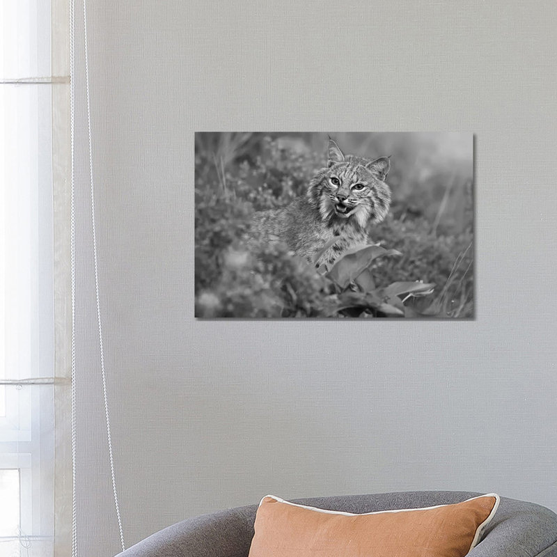 Bobcat, Montana by Tim Fitzharris - No Frame Gallery-Wrapped Canvas Giclée on Canvas, 45.72cm H x 66.04cm W