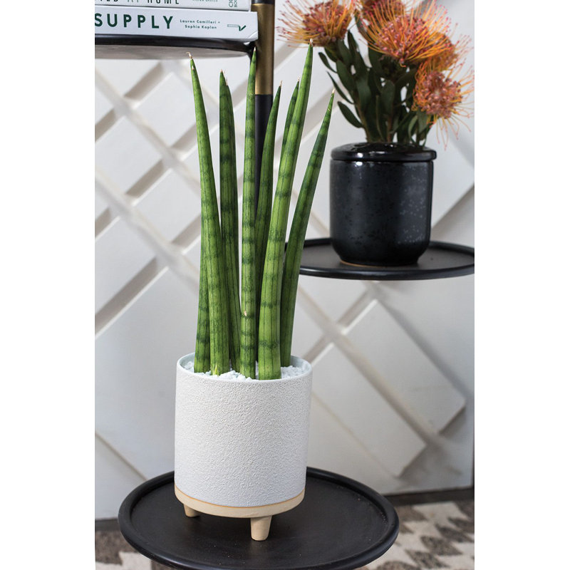 Fenna Round White and Cream Ceramic Footed Planter