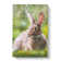 Rabbit In A Green Field - Wrapped Canvas Print