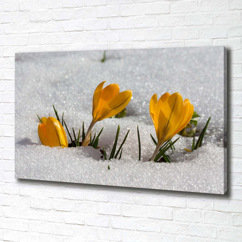 Crocuses In The Snow - Wrapped Canvas Print
