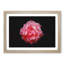 Lone Pink Carnation - Picture Frame Graphic Art Print-56859906-56859910