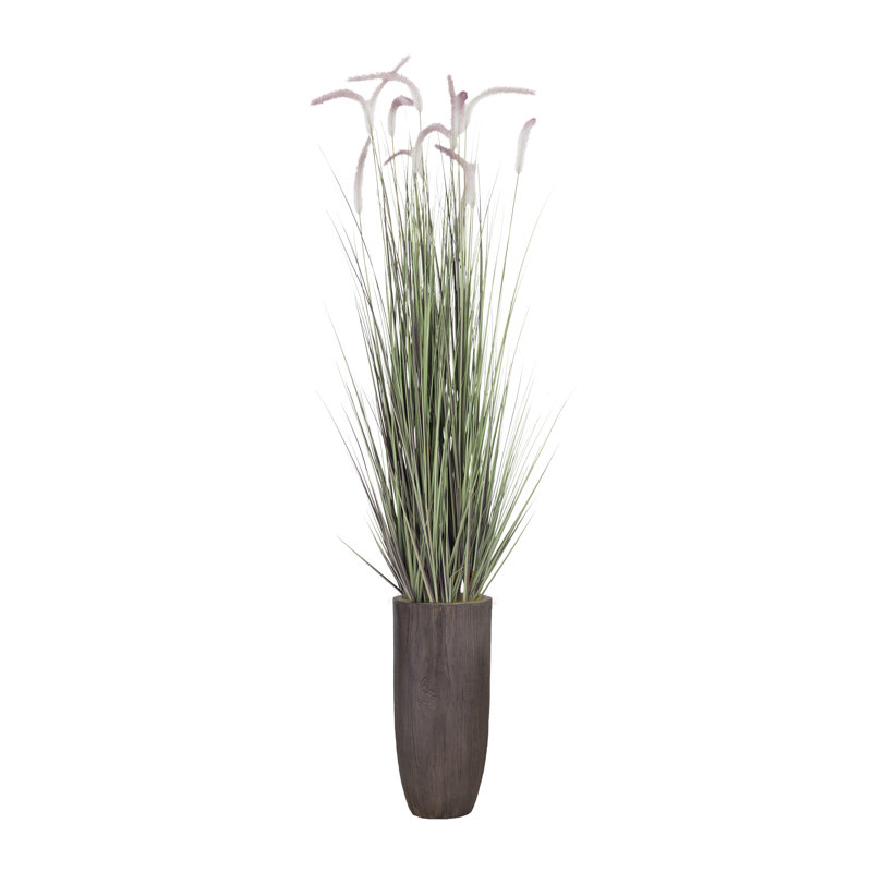 Plante de 80 po