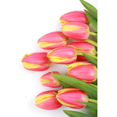 Tulip Easter - Wrapped Canvas Print
