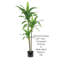 48 po Dracena plante variée