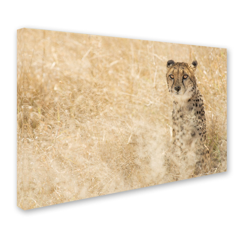 Ann "Cheetahs", reproduction de photo sur toile tendue, H 30 po x l 47 po