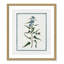 Colombe Shabby Elegance Botanical I - Art encadré avec fond perdu-72514552-72514558