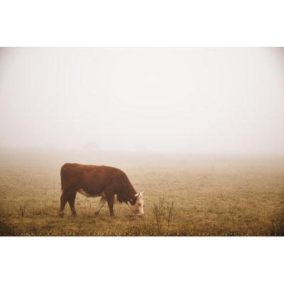 Cow In The Fog by Thomas_Zsebok_Images - Wrapped Canvas Print