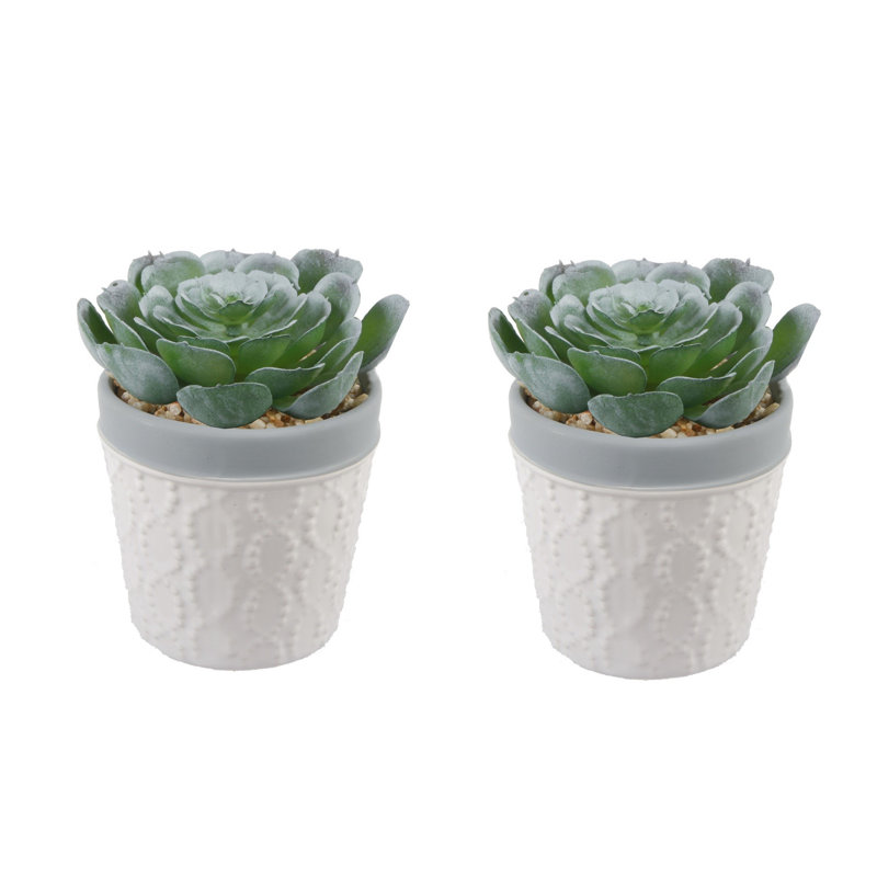 Plante grasse en pot 2 pièces, Blanc