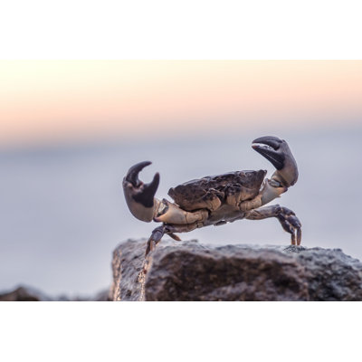 " Crab " by Smitt