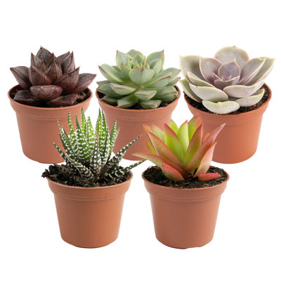 Costa Farms Assorted Succulent Indoor House Plant in 2-inch Grower Pot, 5-pack