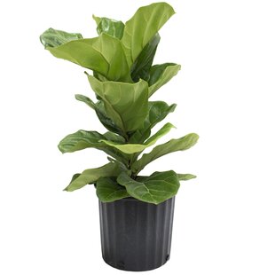 https://assets.wfcdn.com/im/82215700/resize-h310-w310%5Ecompr-r85/1908/190800270/costa-farms-live-fiddle-leaf-fig-plant-in-plastic-nursery-pot.jpg