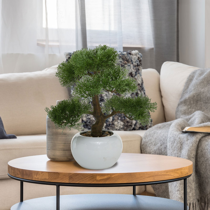4" Bonsai Tree in Pot