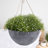 Boxdale Hanging Planter-132602328-26906938
