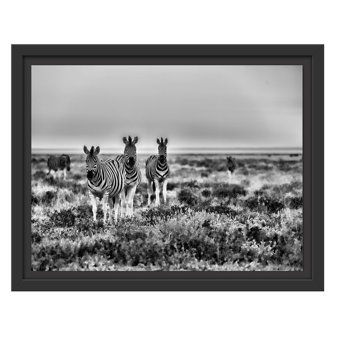 Gerahmtes Wandbild Zebra in der Savanne