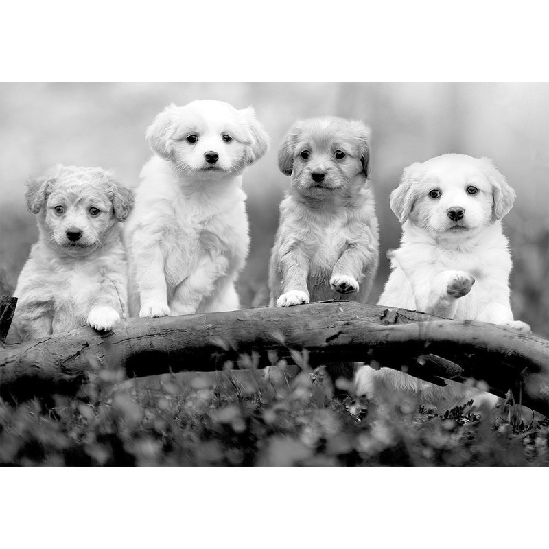 Papier peint animaux - Quatre chiots, L 41 po x l 59 po
