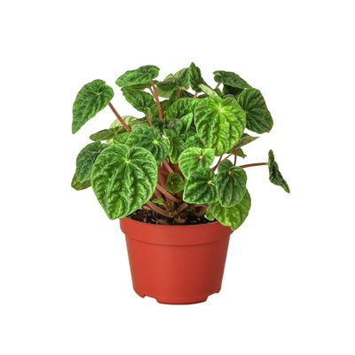 Peperomia Ripple - Live Plant in a 4 Inch Growers Pot - Peperomia Caperata - Rare and Elegant Indoor Houseplant
