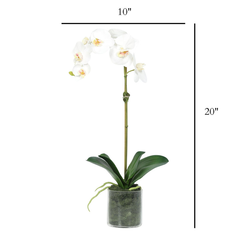 Orchid Arrangement In Pot, White