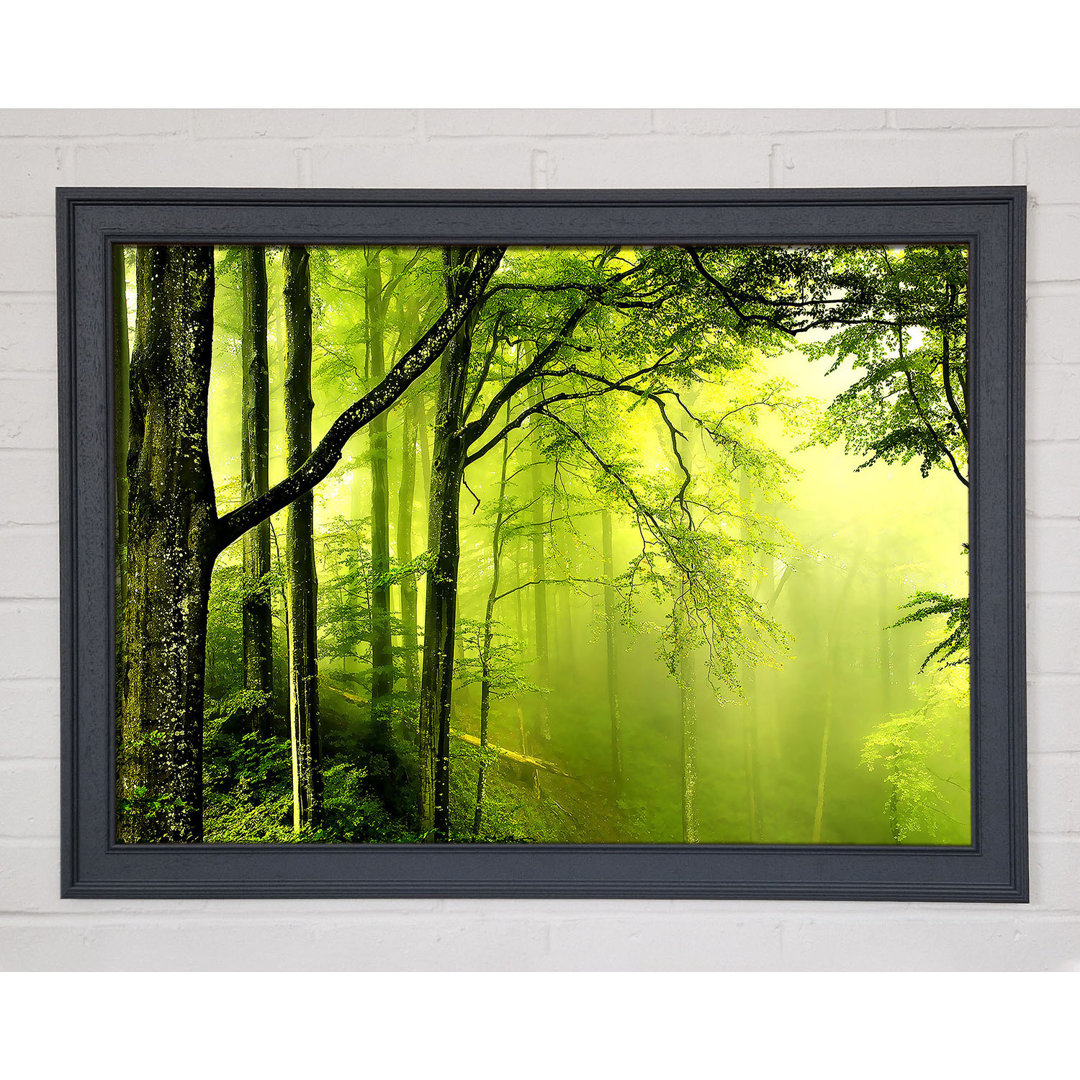 Beautiful Green Forest - Einzelner Bilderrahmen Kunstdrucke