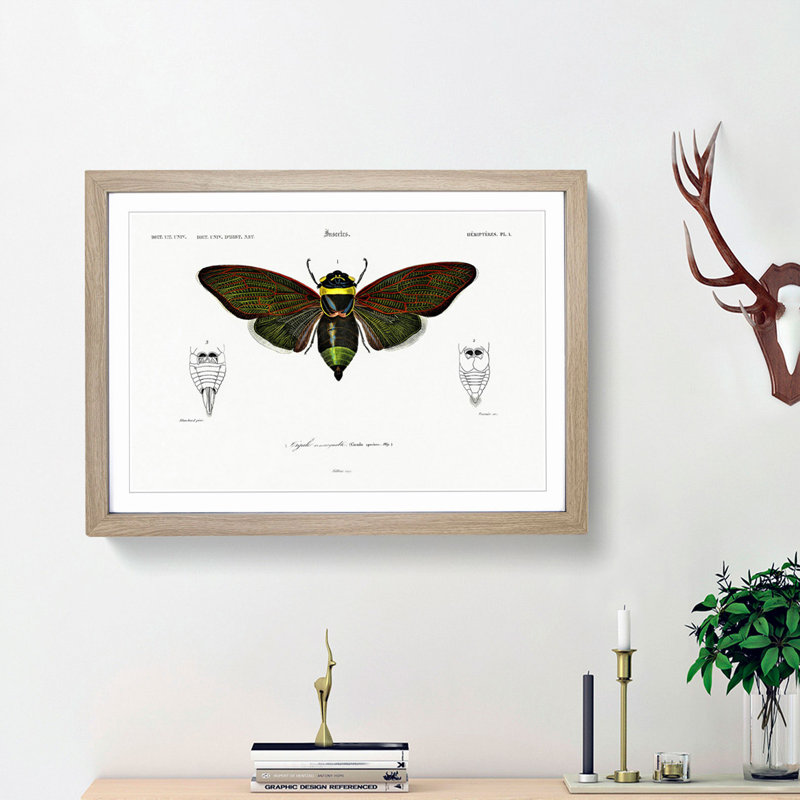 Giant Cicada Illustration by Charles D'Orbigny - Picture Frame Painting Print, 48cm H x 65cm W x 2cm D, Oak Framed