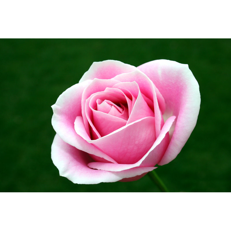 Pink And White Rose by Ftwitty - Wrapped Canvas Print, 20cm H x 30cm W