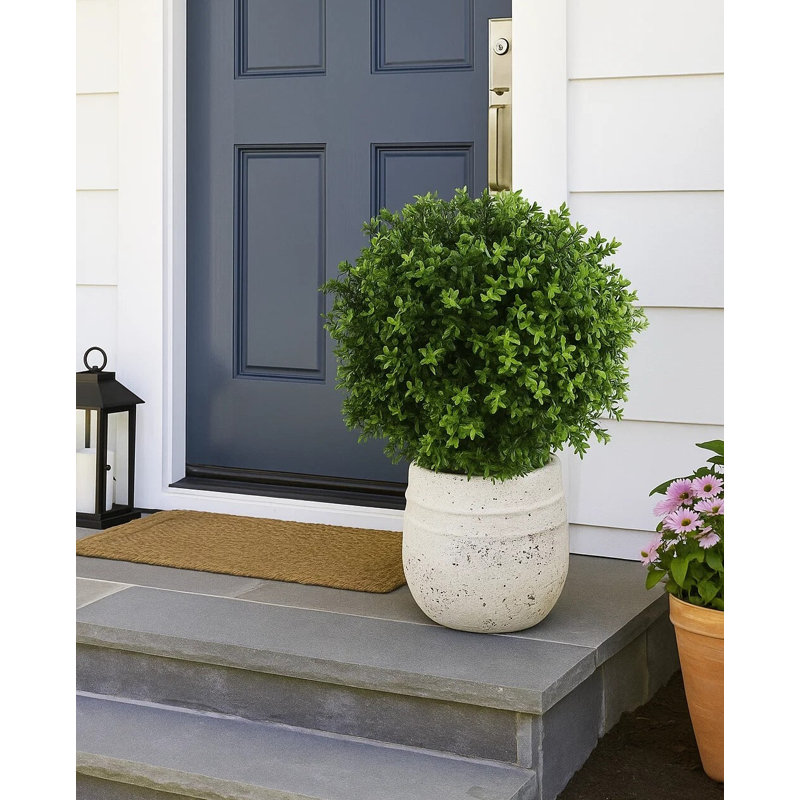 Ball-Shaped Boxwood Topiary In Plastic Liner