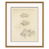 Odd Fish Giclee Print by Marcel Bourgeois