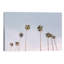 Photographie « california trees »-43719367-43719355