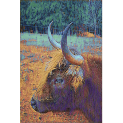Highland Cow - Wrapped Canvas Print