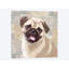 «Pug», reproduction sur toile-33360576-72413031-72413036