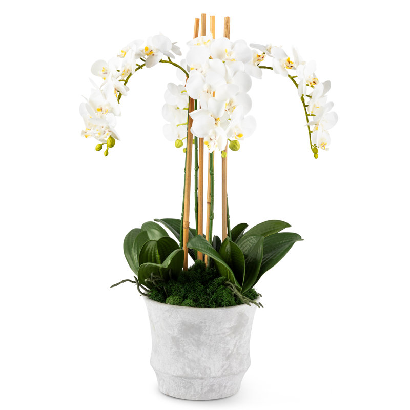 Celeste Realtouch Orchid Arrangement