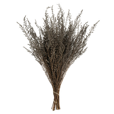 Ensemble tout naturel Stoebe, préservé 14 "à 18" Ensemble Stoebe, préservé