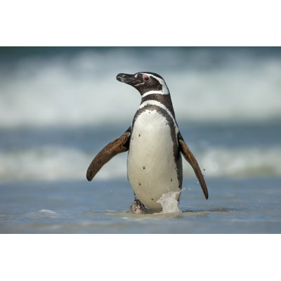 Magellanic Penguin - Photographie sur toile tendue