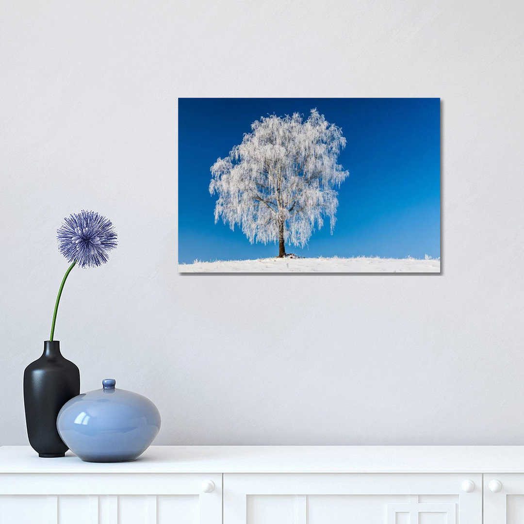 Poland, Podlaskie, Winter, Birch Tree by Mikolaj Gospodarek - Wrapped Canvas Print