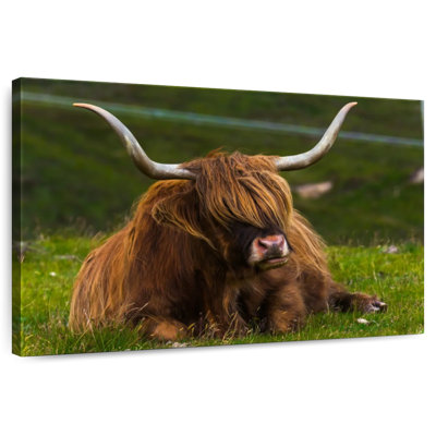 Highland Cow On Grass
